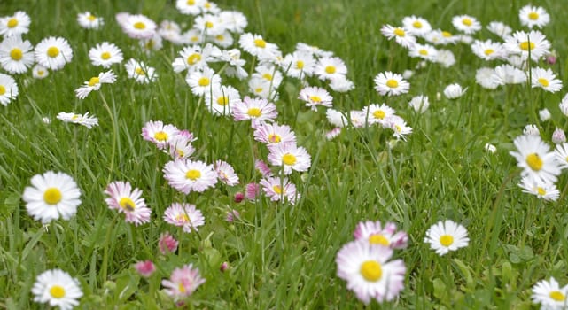 Green Meadow Full of Daisy Flowers.