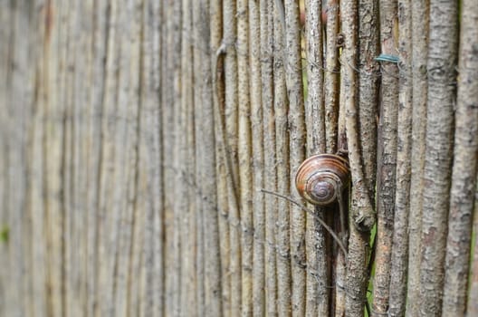 Snail Shell Attached to the Wooden Fence.