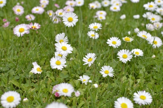 Green Meadow Full of Daisy Flowers.