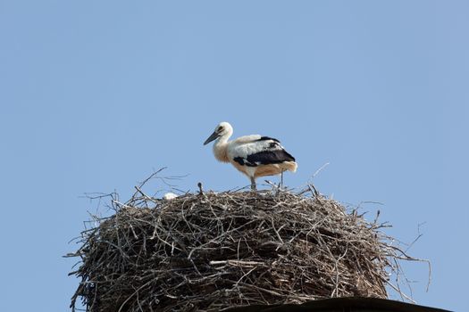 The white stork young baby birds costs in a big nest from rods