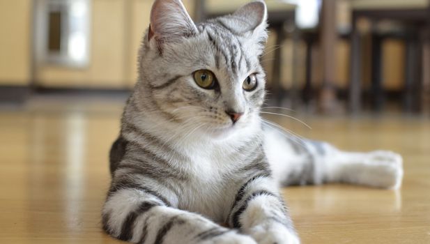 Gray Cat With Stripes Laying on Floor.