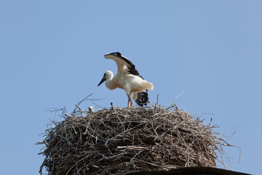 The white stork young baby birds costs in a big nest from rods