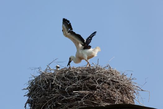 The white stork young baby birds costs in a big nest from rods