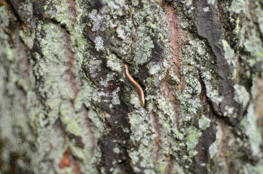 Centipede Hiding in The Bark.