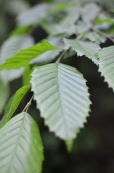 Green Leaf on Blurred Forest Background.