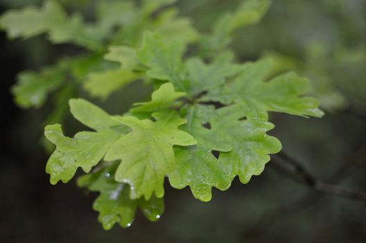 Oak Green Leaf on Blurred Forest Background.