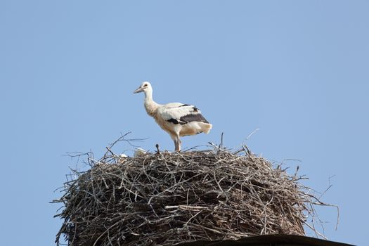 The white stork young baby birds costs in a big nest from rods