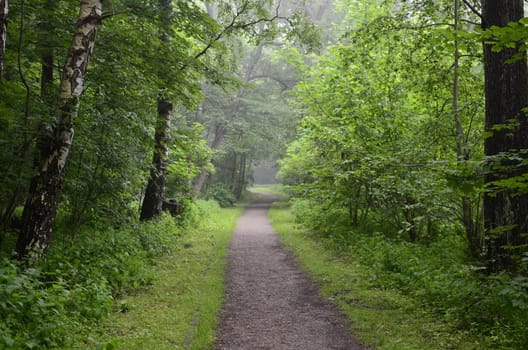 Forest in The Mist With Old DirtPath.