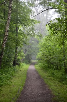 Forest in The Mist With Old DirtPath.