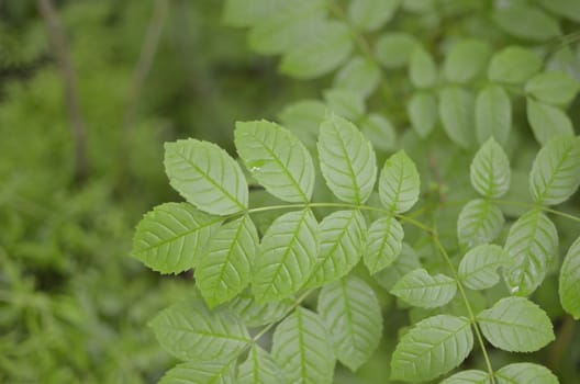 Green Leaf on Natural Blurred Background.