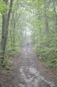 Forest in The Mist With Black Dog on Sandy Path.