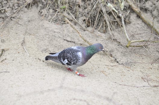 Colorful Pigeon on The Beach