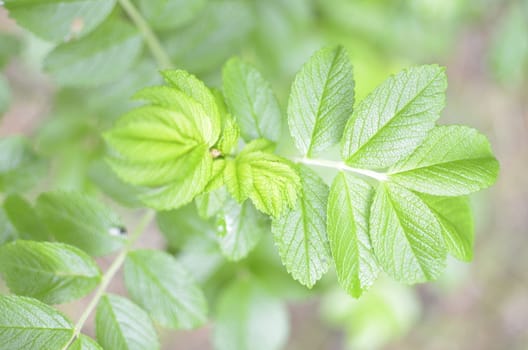 Green Leaf on Blurred Forest Background.