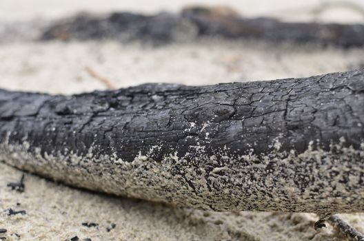 Burned Log on Sand Beach.