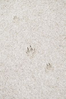 Dog Footprint on Sandy Beach.