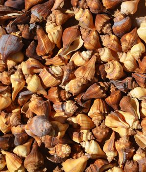 Collection of brown and spiral sea shells