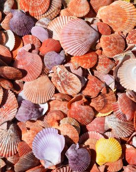 Collection of flat and colorful sea shells 