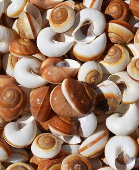 Collection of spiral sea shells background