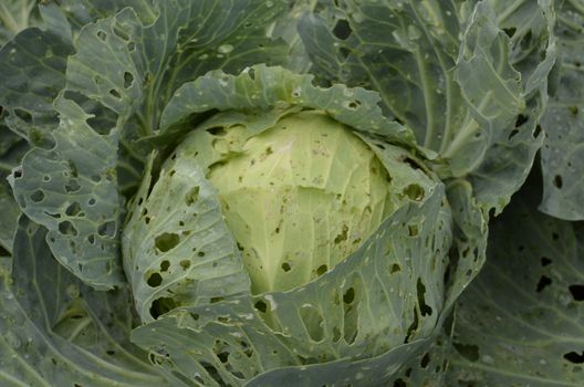 Cabbage leafs eaten by caterpillar worms