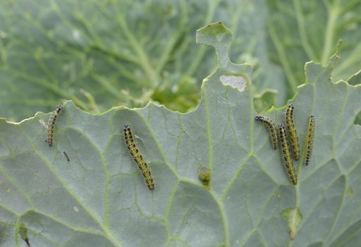 Cabbage leafs eaten by caterpillar worms