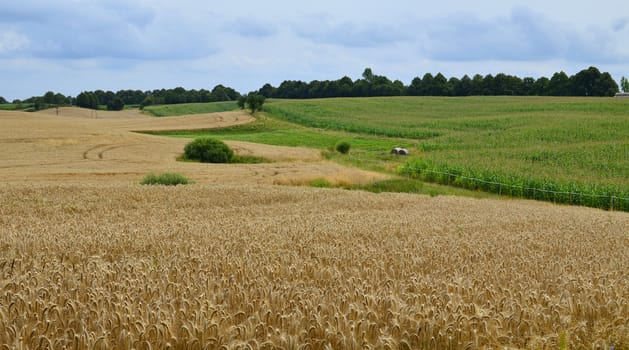 Grain and corn fields creating amazing lanscape