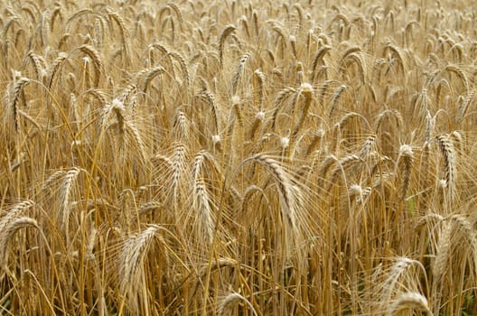 Background Field of grain in gold color