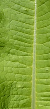 Green Leaf Macro View On Veins.