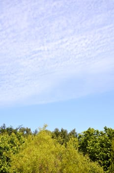 Blue Sky Cutted in Half by Green Trees.