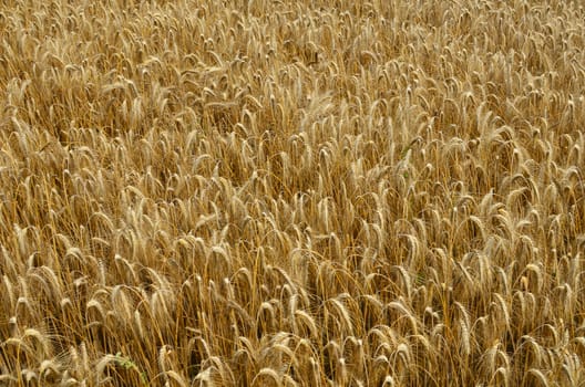 Background Field of grain in gold color