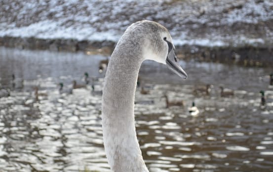 Gray Swan at the river shore during the winter, with ducks in the background