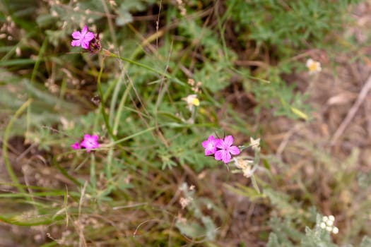 Pink wildflower and green grass 
