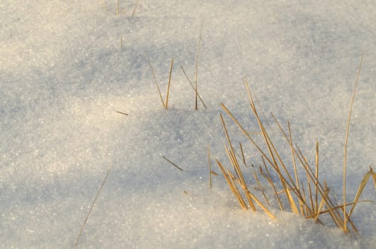 Snow surface, created by milions of small ice crystals and dried grass.