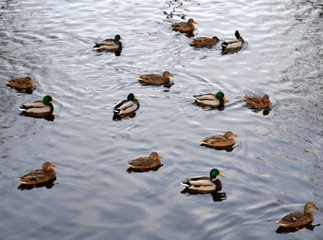 Group of Mallard ducks, male and female, swimming on water surface