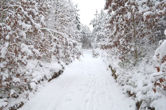 Conifer forest under snow cover with road