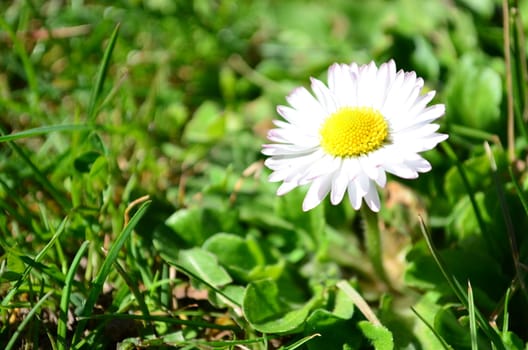 Single and young daisy flower growing up in green grass field