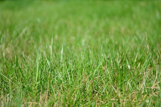 Meadow, field full of green grass in tide focus zoom and blured background.