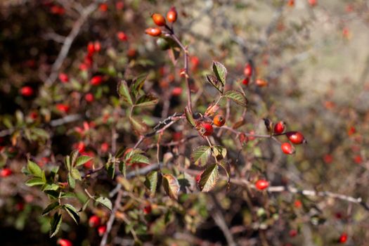 Red autumn berries and brown and green leaves

