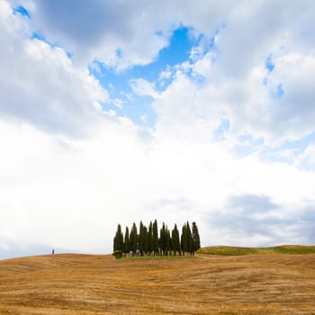 San Quirico, d'Orcia, Tuscany. A group of cypresses just before the storm arrival