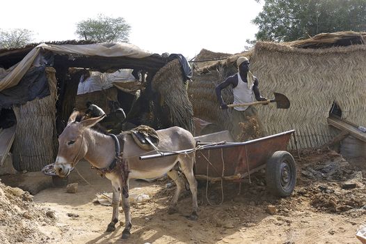 a minor load his sleigh land to get to the gold wash to extract the precious metal in a gold mine wild Burkina Faso