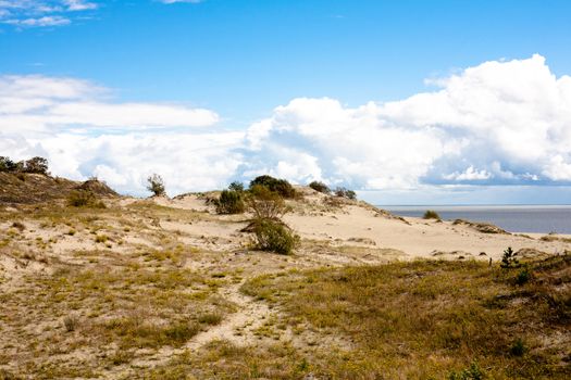 Sand dunes and bushes on Curonian Spit
