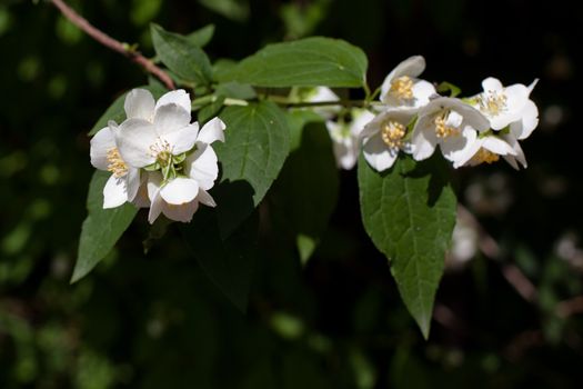 White flowers and green leaves on the bush in sunny day
