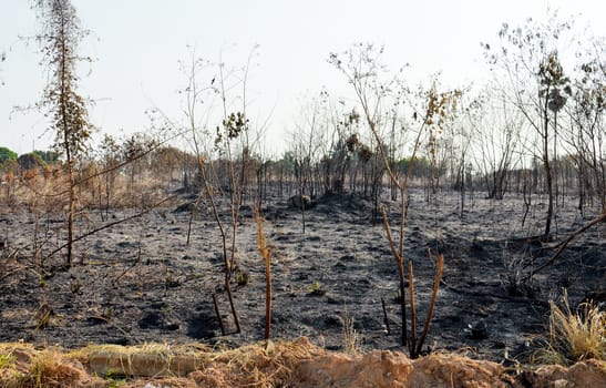 Fields of fire burn, Thailand