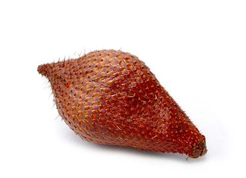 Salak Palm isolated on white background