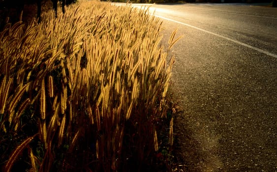 Golden grass field beside the road with sunset light