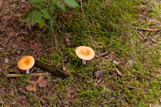 Two yellow mushrooms in a forest
