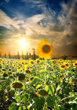 Field of blossoming sunflowers and beautiful sunset