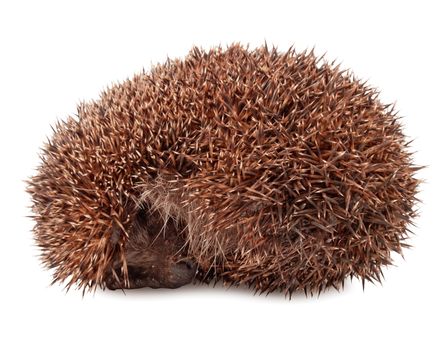 hedgehog isolated on white background