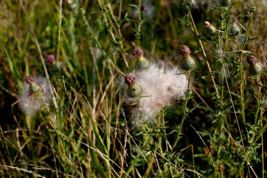 Spines and fuff on plants in green field in sunny day

