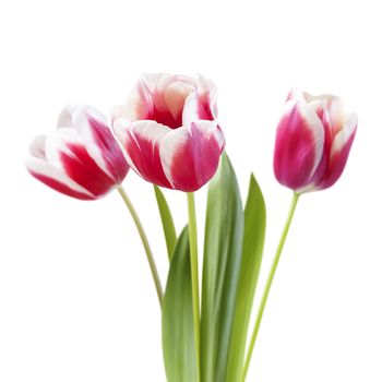 bouquet of tulips on white background, isoated