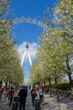 LONDON, UK - CIRCA APRIL 2013: The EDF Energy London Eye is the tallest ferris wheel in Europe.
